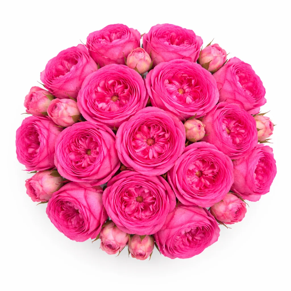 WholeBlossoms bulk hot pink garden roses bouquet layered garden rose blooms for floral arrangements.