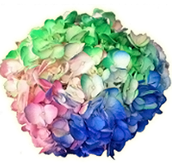 Tie Dye Hot Pink Neon Green Blue Hydrangea Tie Dye Hot Pink Neon Green Blue Hydrangea