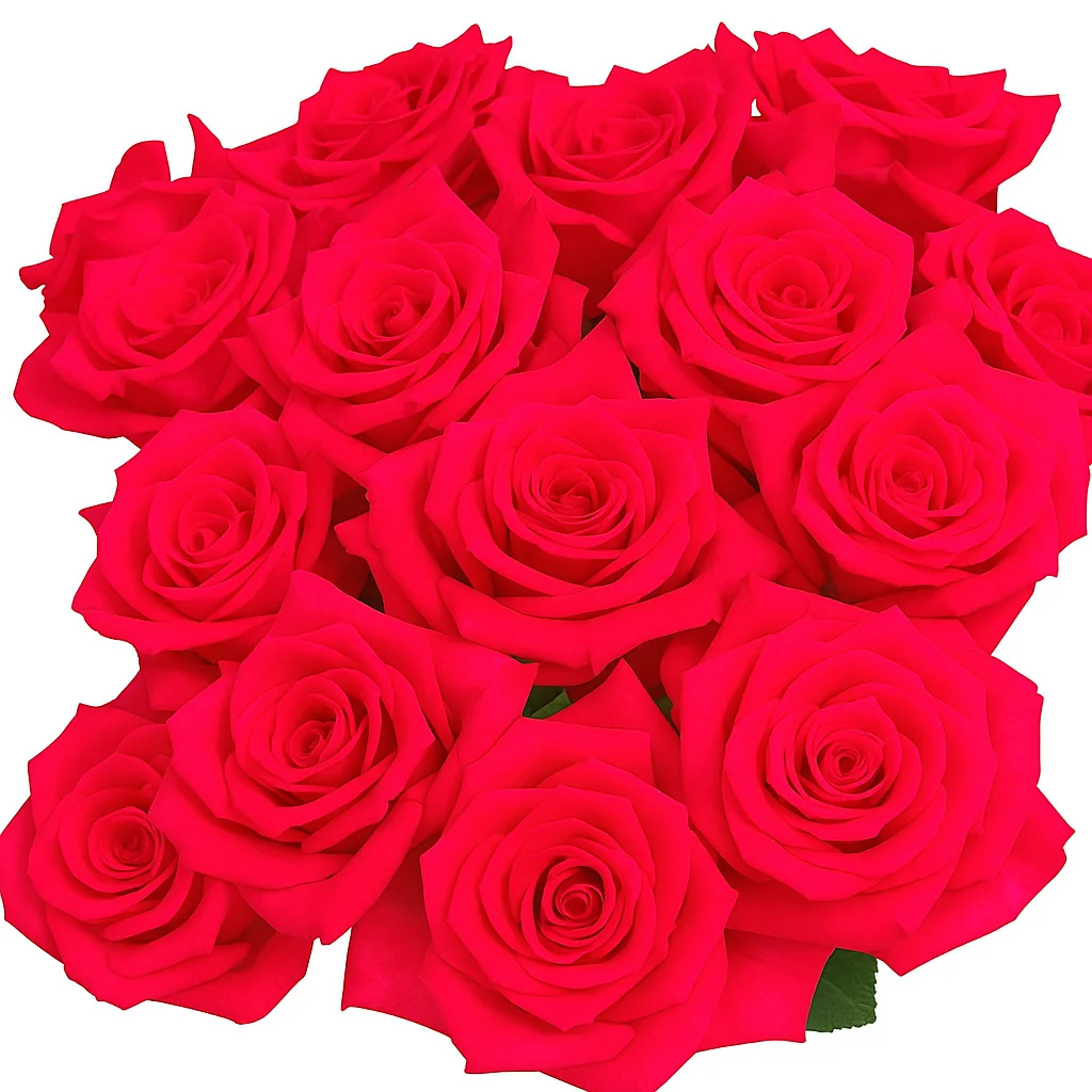 A tightly packed bunch of Hot Pink Hot Explorer roses with velvety petals and deep pink hue, edited for color accuracy on a square white background.
