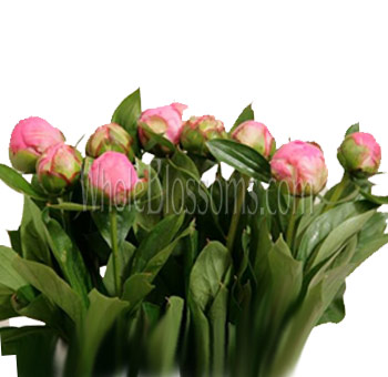 Bunch of closed fuchsia pink peony buds with lush green foliage, ready for blooming – farm-fresh wholesale flowers from Whole Blossoms.