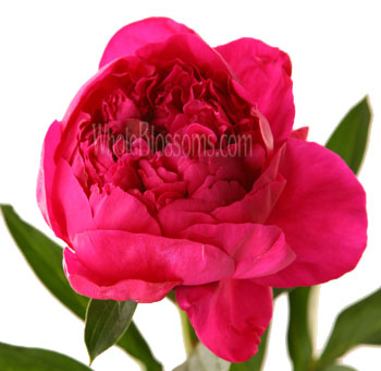 Bright fuchsia peony partially opened with ruffled center and green leaves, showcasing vivid color and rich texture – Whole Blossoms fresh cut flower.