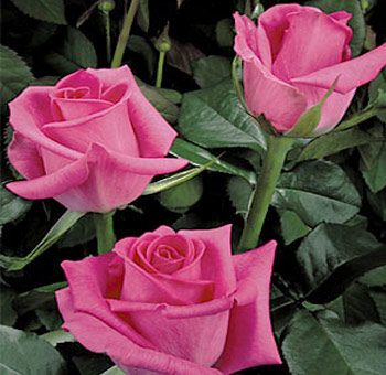 Bold Topaz hot pink roses with vivid petals, perfect for weddings, upscale events, and premium floral gifting occasions.
