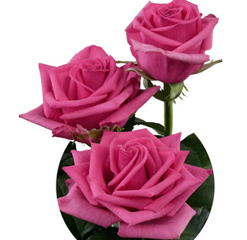 Hot Pink Roses with velvety petals and rich color, perfect for weddings, romantic arrangements, and bold floral designs.