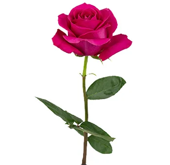 Luxurious hot pink Ecuadorian roses collection for weddings and events, exuding elegance, beauty, and romantic sophistication.