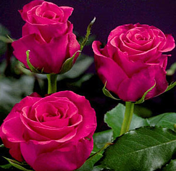 Three vibrant hot pink roses in bloom, surrounded by green leaves on dark stems.