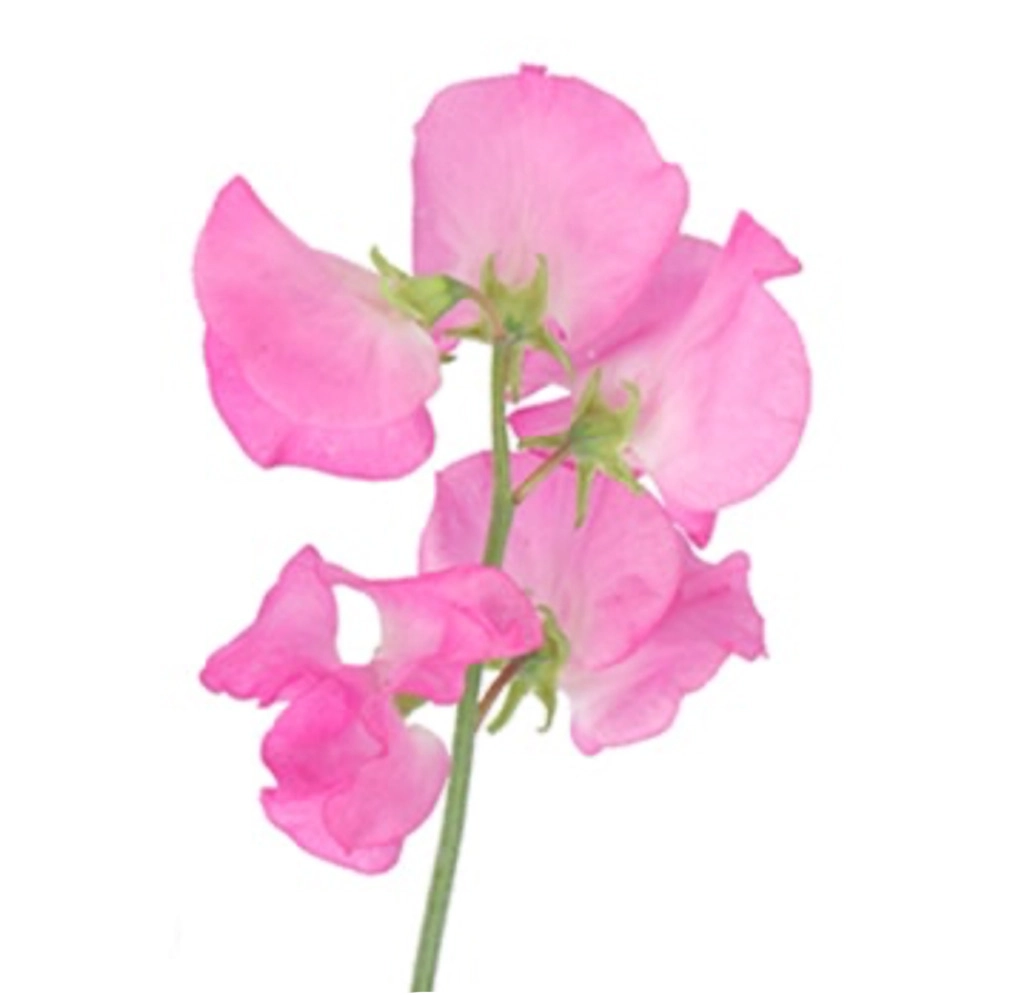 Hot pink sweet peas, ideal for bulk wedding flowers, colorful arrangements, and bright event floral designs.