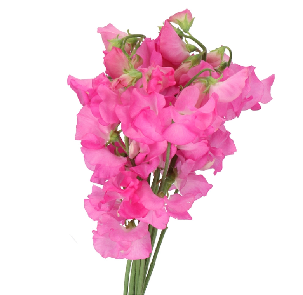 Hot pink sweet pea flowers available year-round, perfect for wedding bouquets, vibrant centerpieces, and event décor.