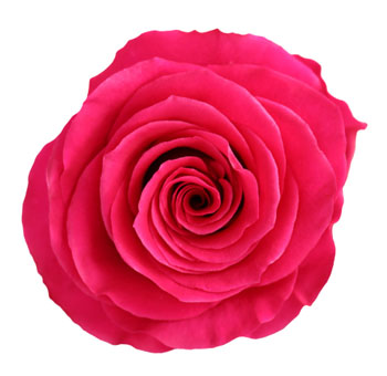 Hot Pink Roses - Hot Spot