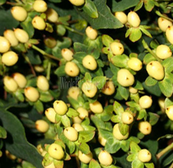 Creamy yellow hypericum berries with delicate tones, perfect for romantic weddings, bouquets, or soft floral styling.