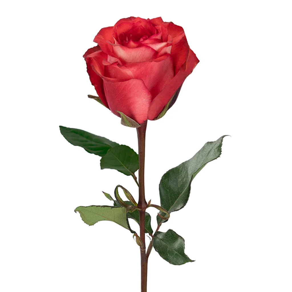 Wholesale Iguana Orange Roses perfect for weddings, events, and gifting, offering rich color and freshness in bulk flower selections.