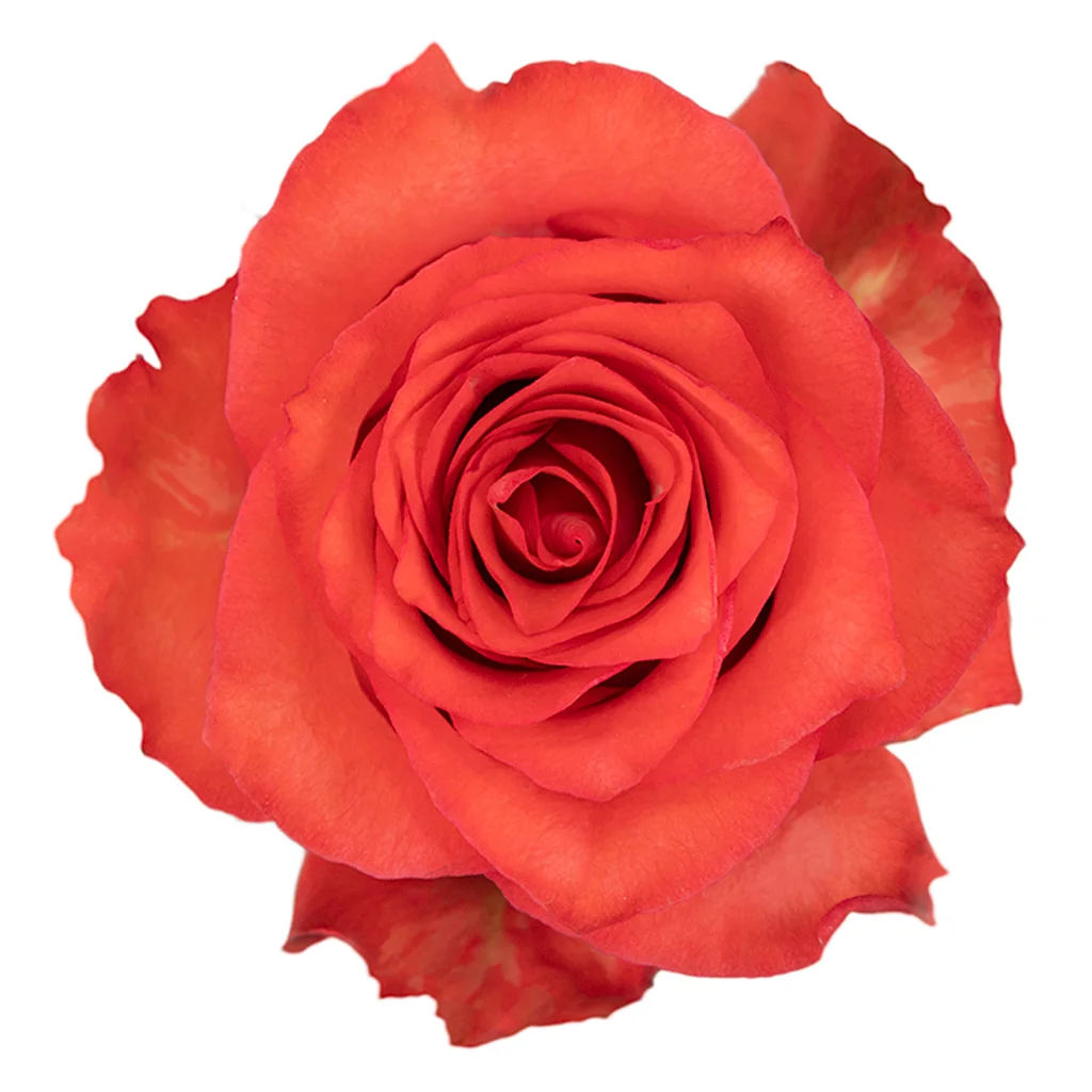 Iguana Orange Rose