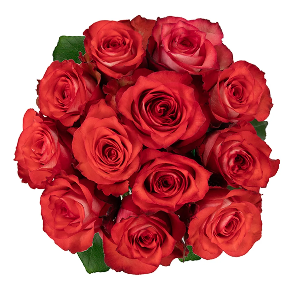 Iguana Orange Roses in bold orange hues, ideal for wholesale wedding flowers, bulk floral decor, and premium arrangements for special events.