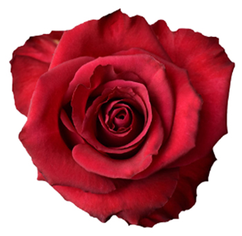 Dark Pink Roses - Isabella Dark Pink Roses - Isabella