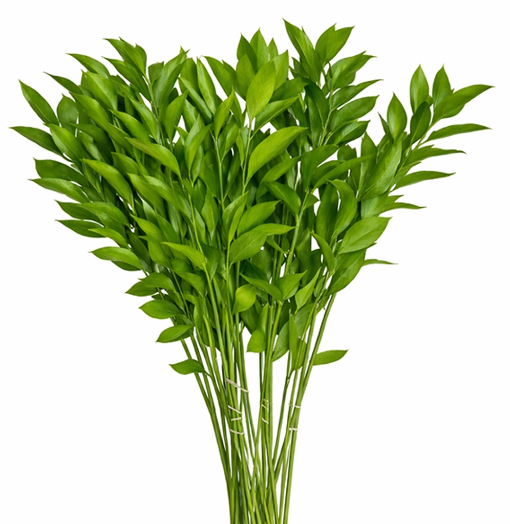Israeli Ruscus