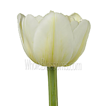 Casa Blanca Double Ivory White Tulips Casa Blanca Double Ivory White Tulips