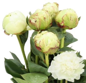 Bulk Peony Ivory Victory for weddings and events in May and June. Stunning creamy white blooms, perfect for classic bridal arrangements.