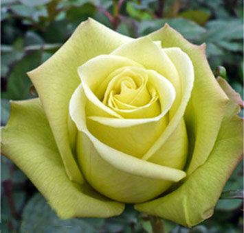 Elegant jade green rose with soft petals, ideal for sophisticated floral designs and event décor.