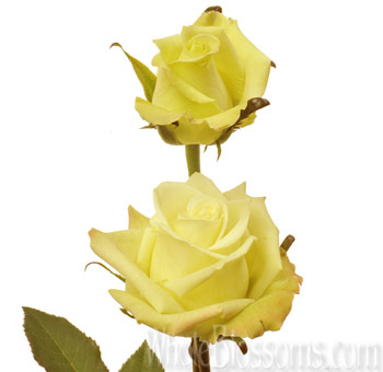 Pair of jade green roses on a single stem, perfect for modern wedding bouquets and floral centerpieces.