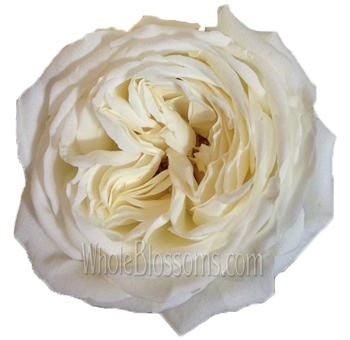 Bulk white garden roses for weddings and luxury floral arrangements with fresh-cut blooms.