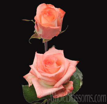 Close-up of Karlina Creamy Coral Flowers with soft, velvety petals.
