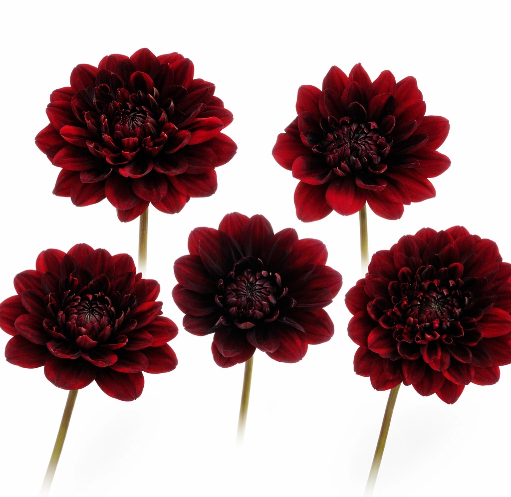 Wholesale Karma Chocolate dahlia blooms in rich chocolate and deep burgundy shades shown in multiple bloom stages
