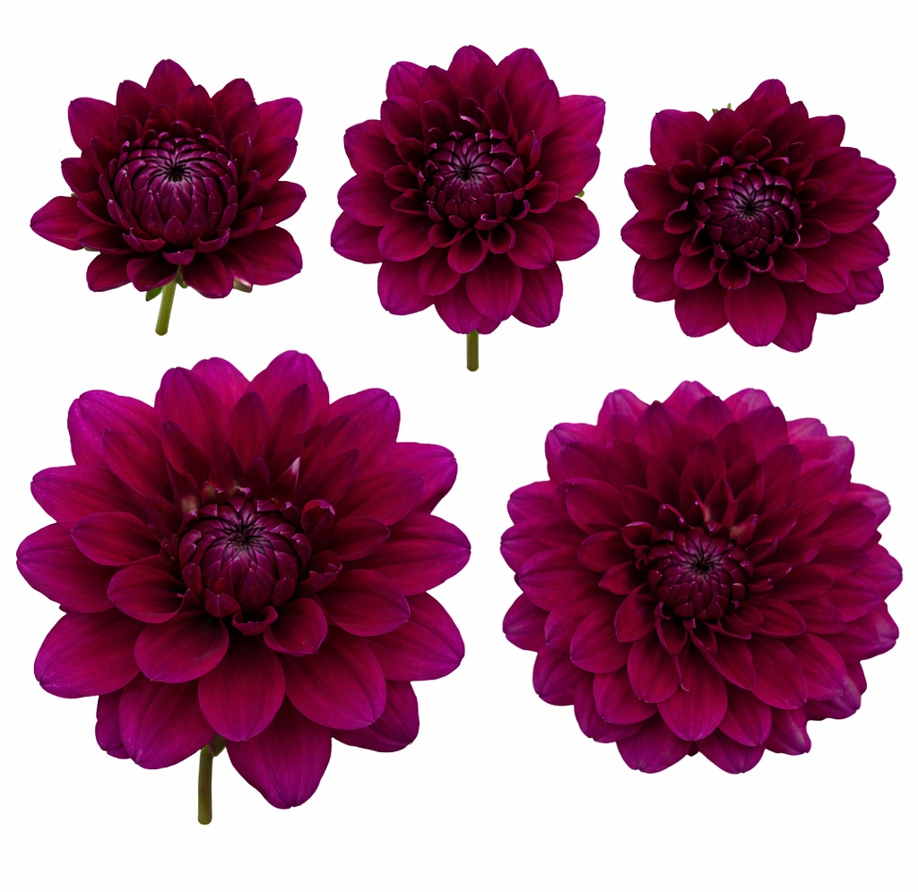 Dark purple Naomi dahlia bloom stages with burgundy tones for weddings and events at wholesale prices.