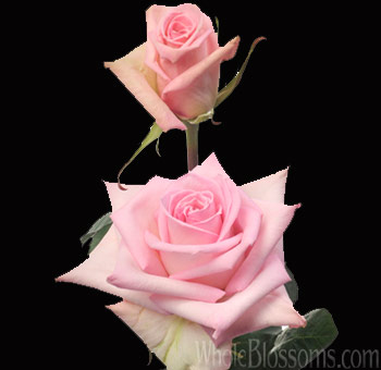 A graceful display of two Pink Katharina Roses on a single stem with lush green leaves.
