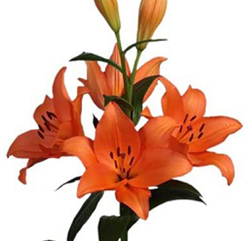 La Hybrid Lily - a vibrant orange flower with a unique blend of colors