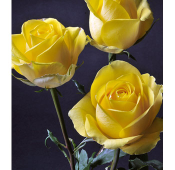 Close-up of three Latina Yellow Roses with vibrant petals against a dark background. 