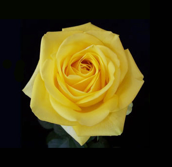 Single Latina Yellow Rose in full bloom, showcasing its delicate layers. 