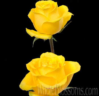 Latina Yellow Bulk Roses with vibrant yellow petals, ideal for cheerful floral arrangements. Close-up of fully bloomed Latina Rose showcasing its radiant color.