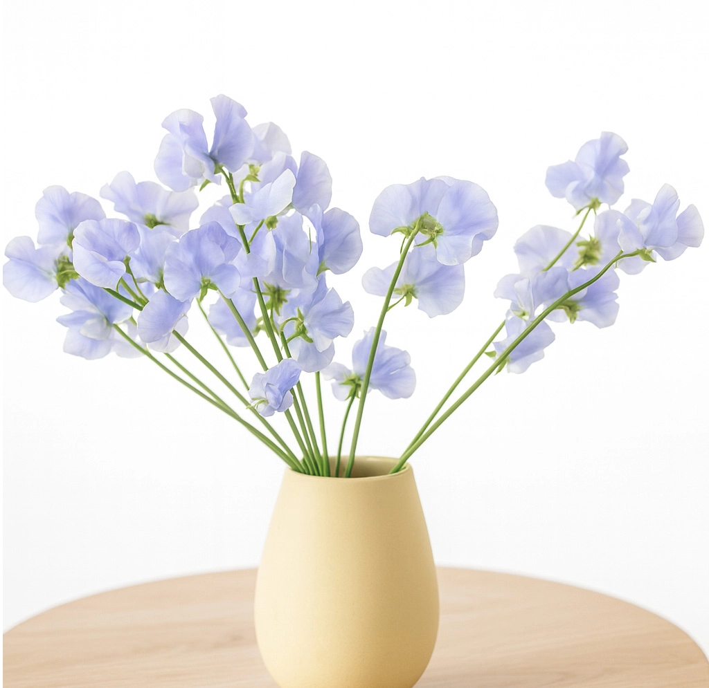 Lavender sweet peas bring premium beauty to weddings with soft texture, perfect for bulk floral decor, bridal bouquets, and romantic garden events.