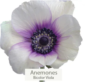 Bicolor lavender viola anemones in wedding bouquet.
