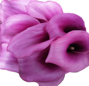 Lavender Calla Lilies