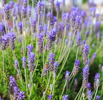 wholesale fresh French lavender bundles ideal for rustic weddings and next day event delivery