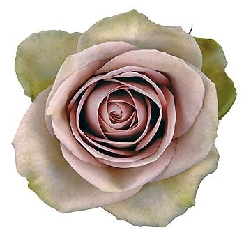 Close-up of Lavender Garden Rose bloom with soft lavender petals.