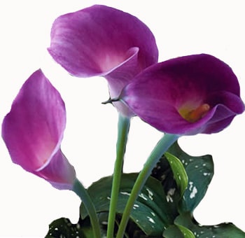 Calla Lily Lavender flowers