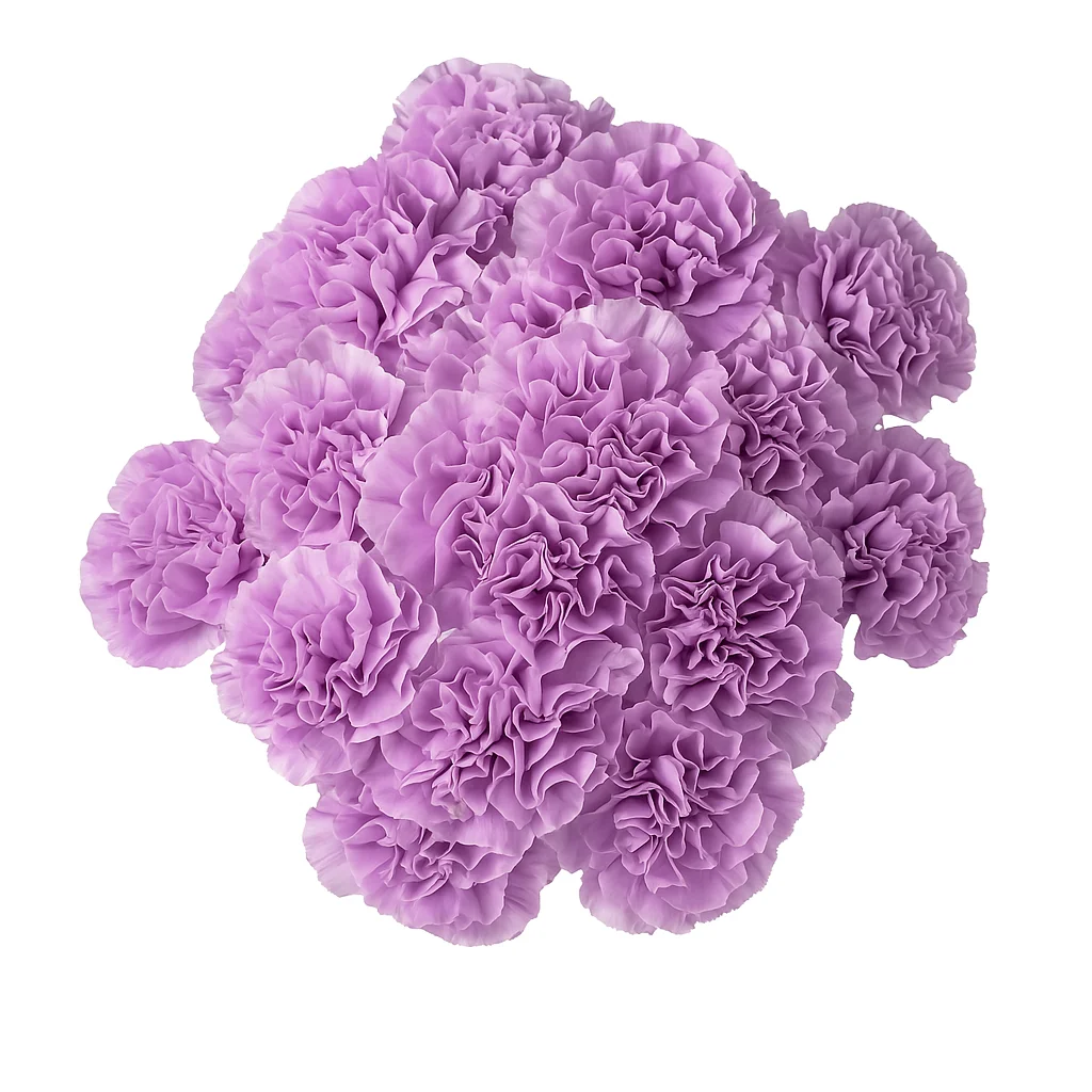 Moonlite Lavender Carnations with pastel purple petals and ruffled texture, perfect for weddings, baby showers, and soft floral arrangements.