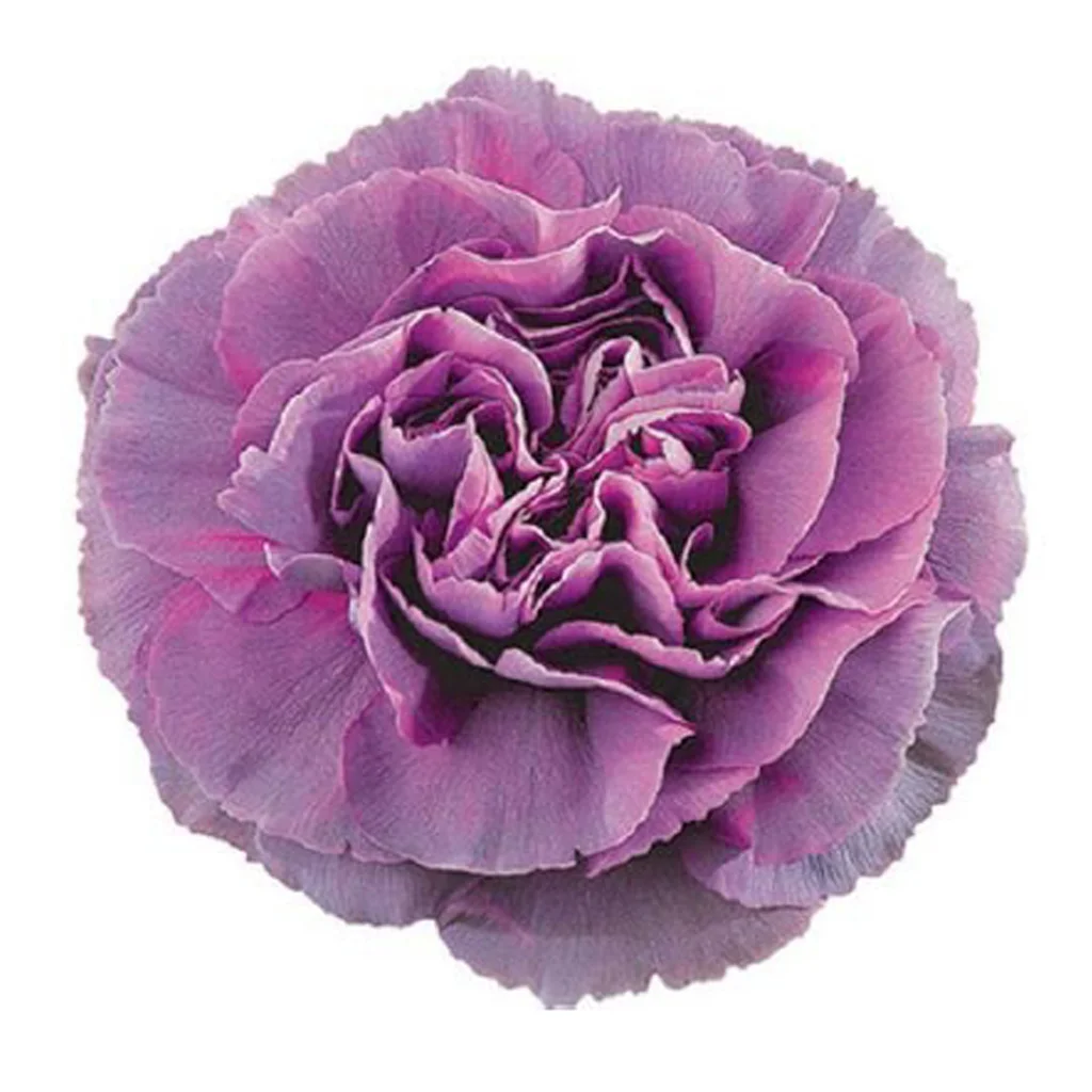 Lavender pink bicolor Hypnosis carnation with soft blended pastel petals, fresh cut premium bulk flower for weddings and elegant event displays.
