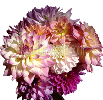 Wholesale pink and lavender dahlia flowers for wedding bouquets and romantic event decor