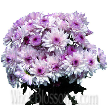 Pink Lavender Cushion Poms
