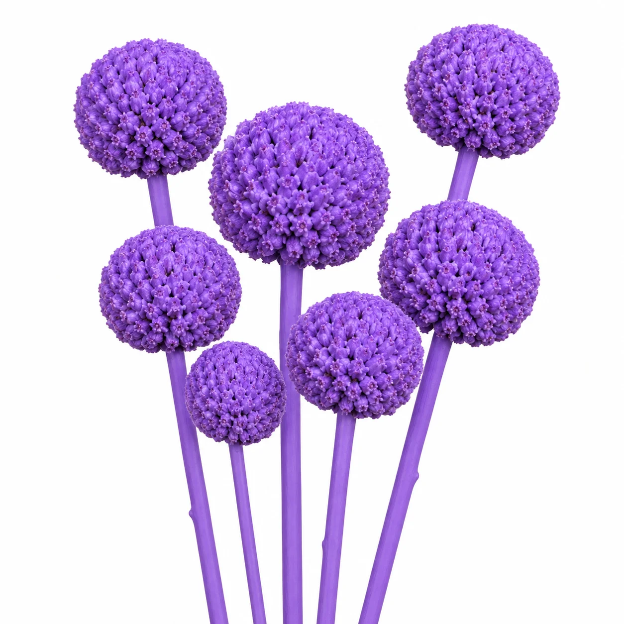 Lavender purple tinted Craspedia for romantic wedding bouquets, pastel centerpieces and elegant event décor