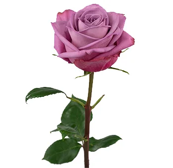 Premium lavender roses near me for weddings and events, showcasing elegance, freshness, and romantic charm, available at affordable wholesale prices.