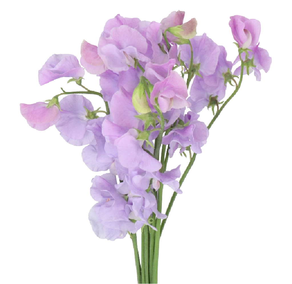 Bulk fresh lavender lilac sweet pea flowers from Whole Blossoms, ideal for wedding bouquets, centerpieces, and event décor.