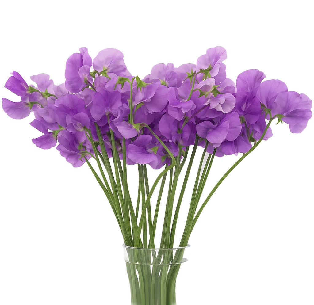 Soft lavender sweet pea flowers ideal for weddings, brides, and premium bulk flower arrangements for elegant events.