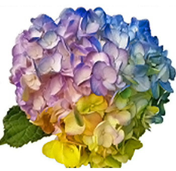 Tie Die Lavender Yellow Blue Hydrangeas Tie Die Lavender Yellow Blue Hydrangeas