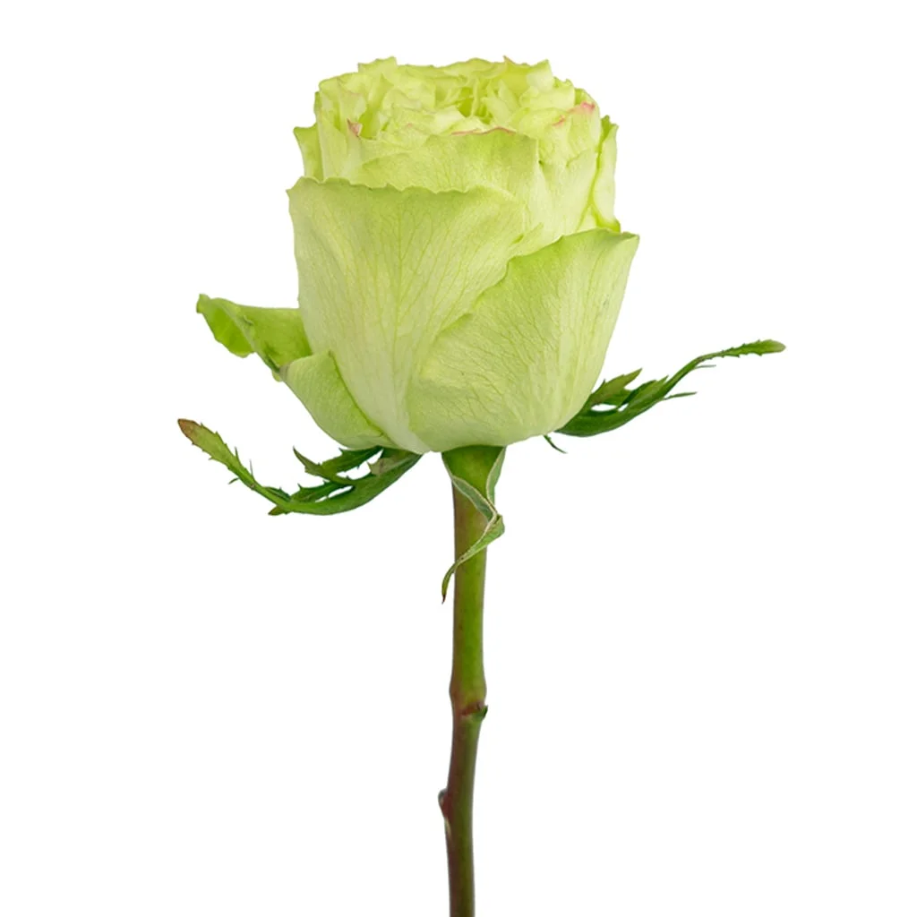 Fresh-cut Lemonade Green Roses in light citrus hue, ideal for weddings, upscale events, and stylish flower arrangements with a soft color palette.