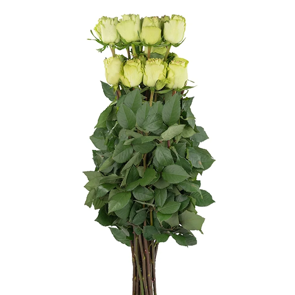 Lemonade Green Roses with soft yellow-green petals, shipped in bulk for weddings, centerpieces, and elegant floral event arrangements.