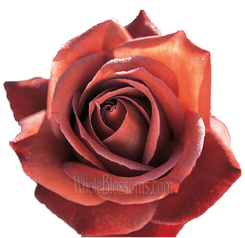 Close-up of a Leonidas Dyed Rose in full bloom, showcasing deep copper and burnt-orange hues.