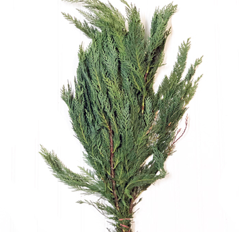 Textured Leyland Cypress greenery, ideal for winter weddings, natural holiday decor, or premium floral backdrops.